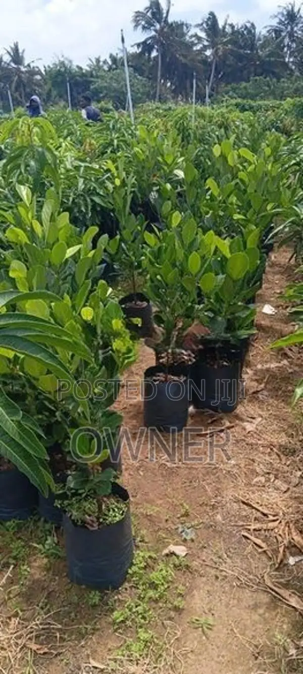 ගිනිවරකා පැළ