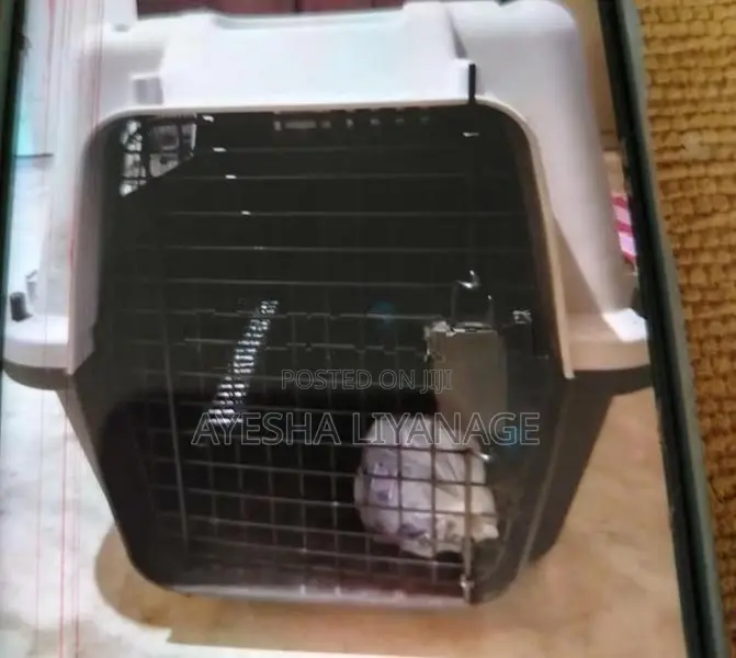 Cat Carrier