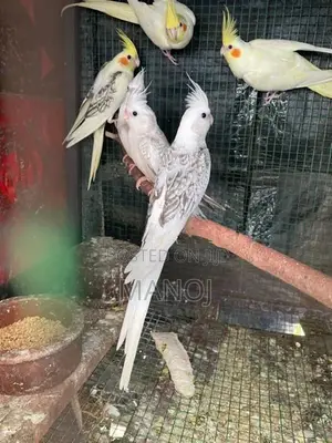 Cockatiel Birds