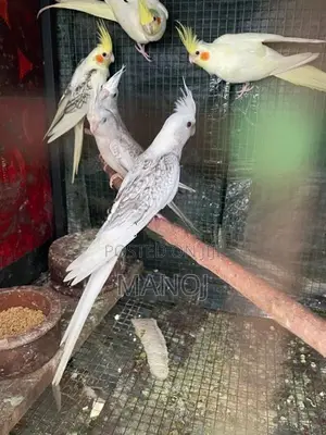 Cockatiel Birds