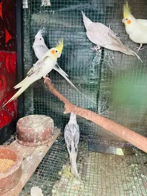 Cockatiel Birds
