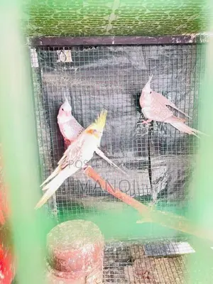 Cockatiel Birds