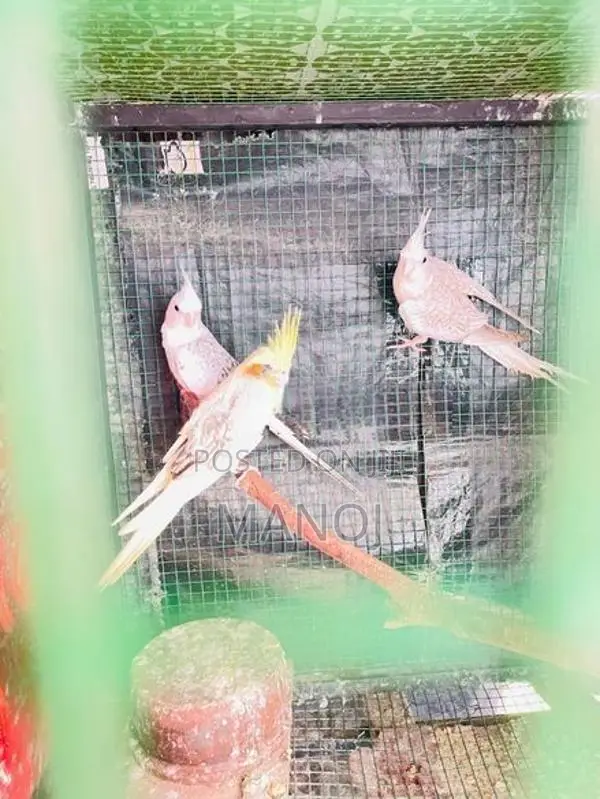 Cockatiel Birds