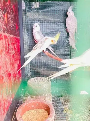 Cockatiel Birds