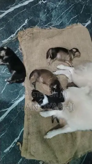 Pomeranian Puppies
