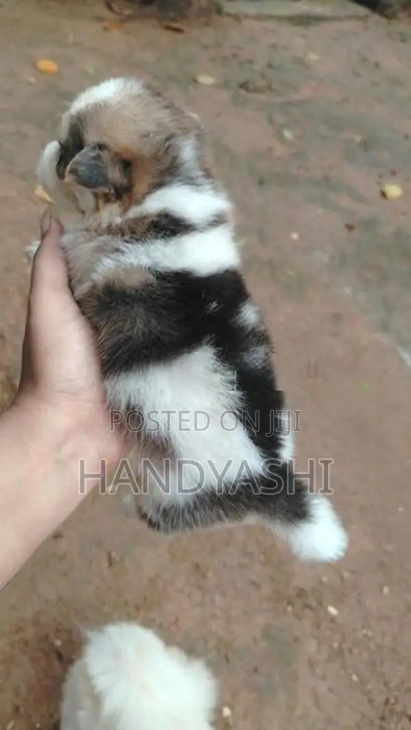 Pomeranian Puppies