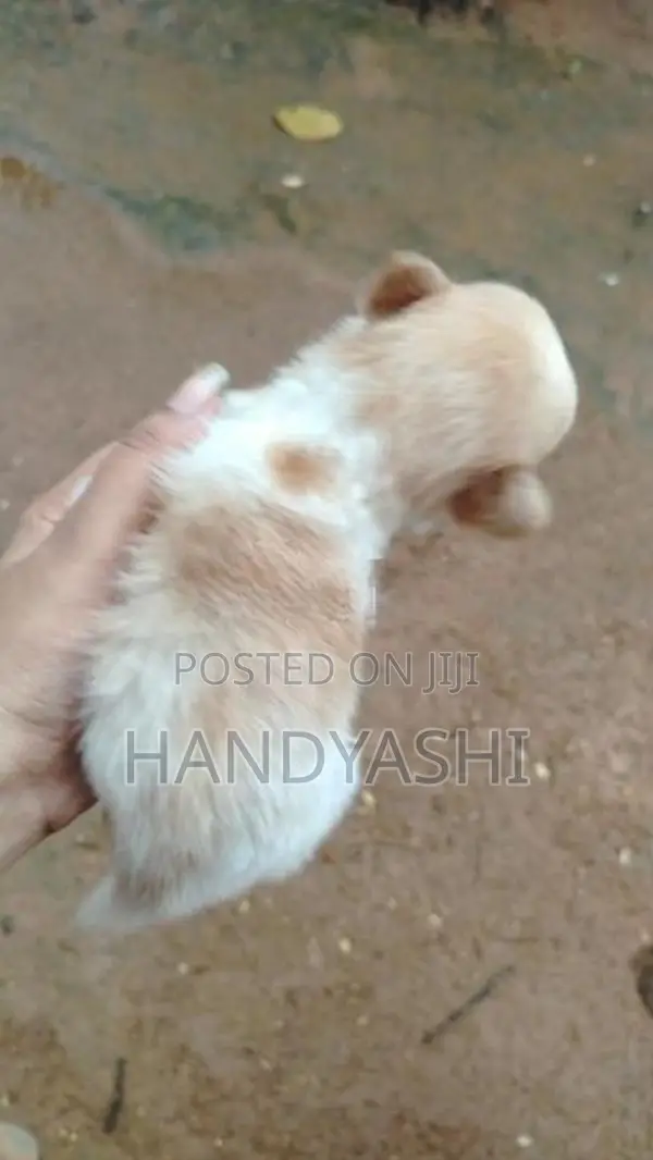 Pomeranian Puppies