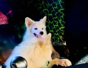 Pomeranian Puppy
