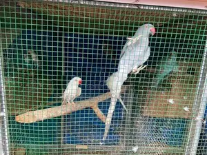 Ringneck Parrot