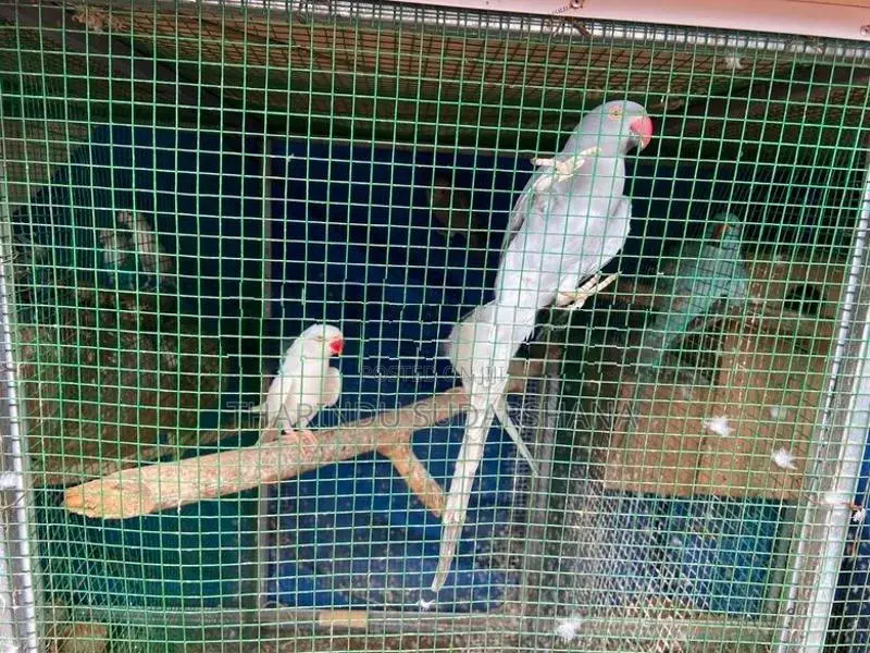 Ringneck Parrot