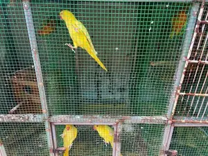 Ringneck Parrot