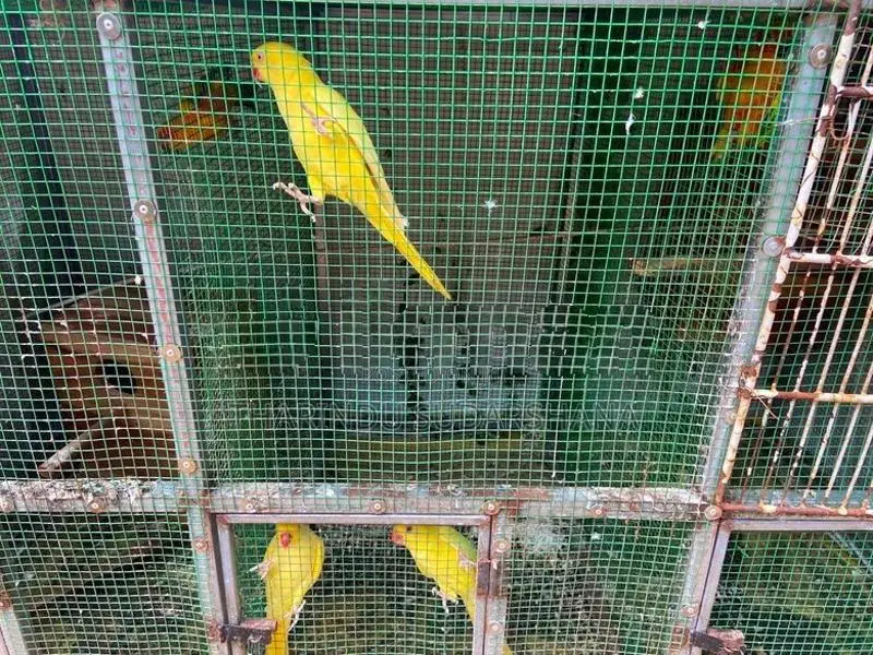 Ringneck Parrot