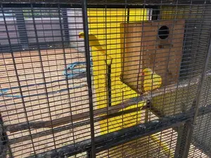 Ringneck Parrot