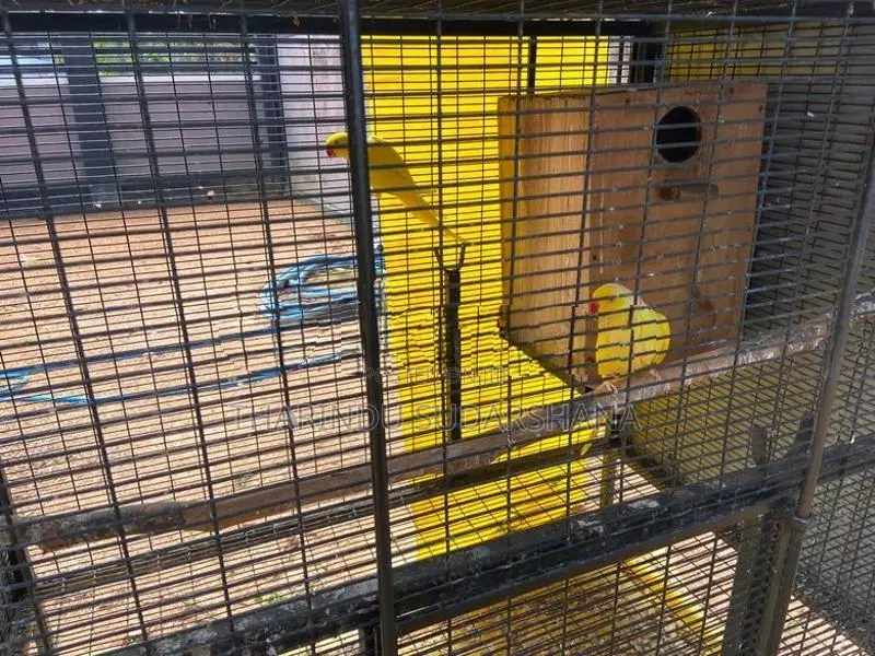 Ringneck Parrot