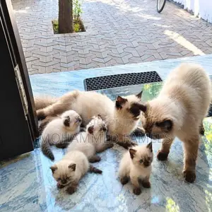 Himalayan Kittens