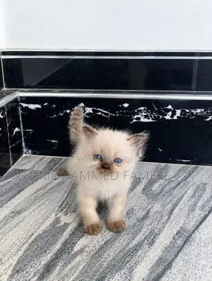 Himalayan Kittens