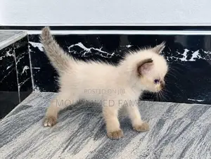 Himalayan Kittens