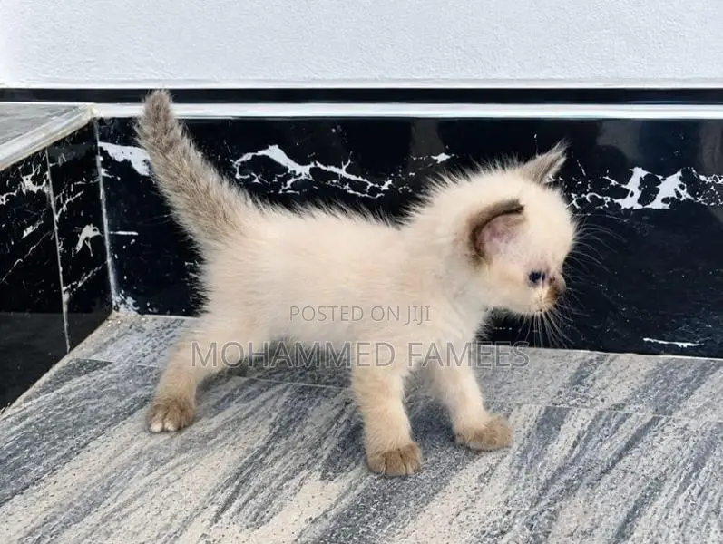 Himalayan Kittens