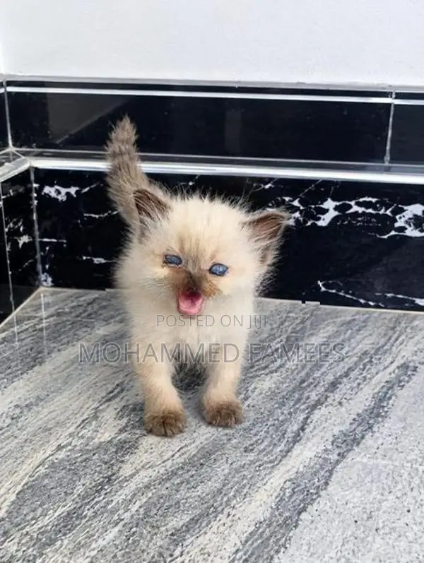 Himalayan Kittens