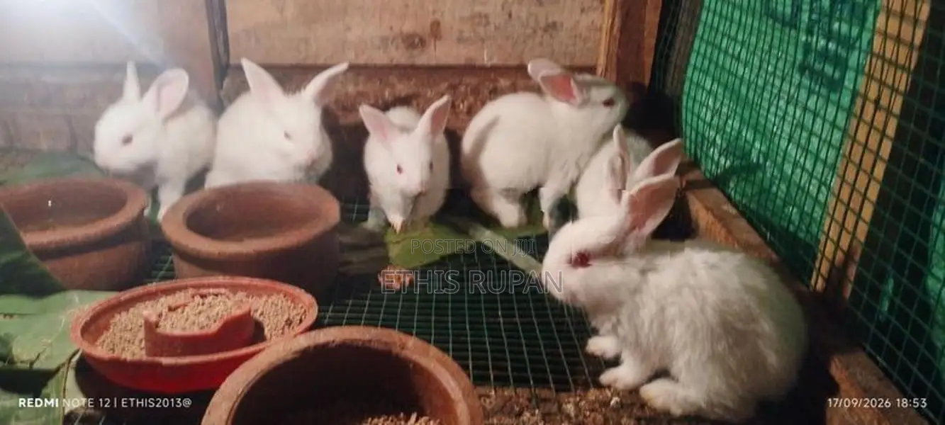 Rabbits