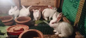 Rabbits