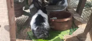 Rabbits