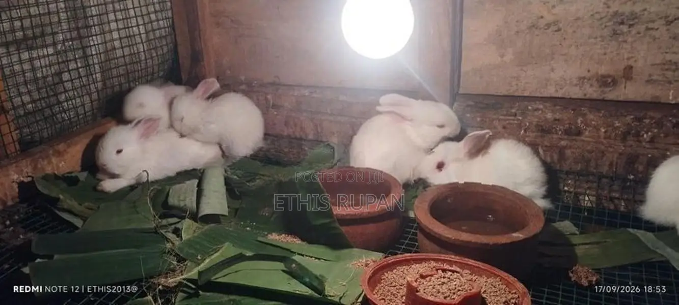Rabbits