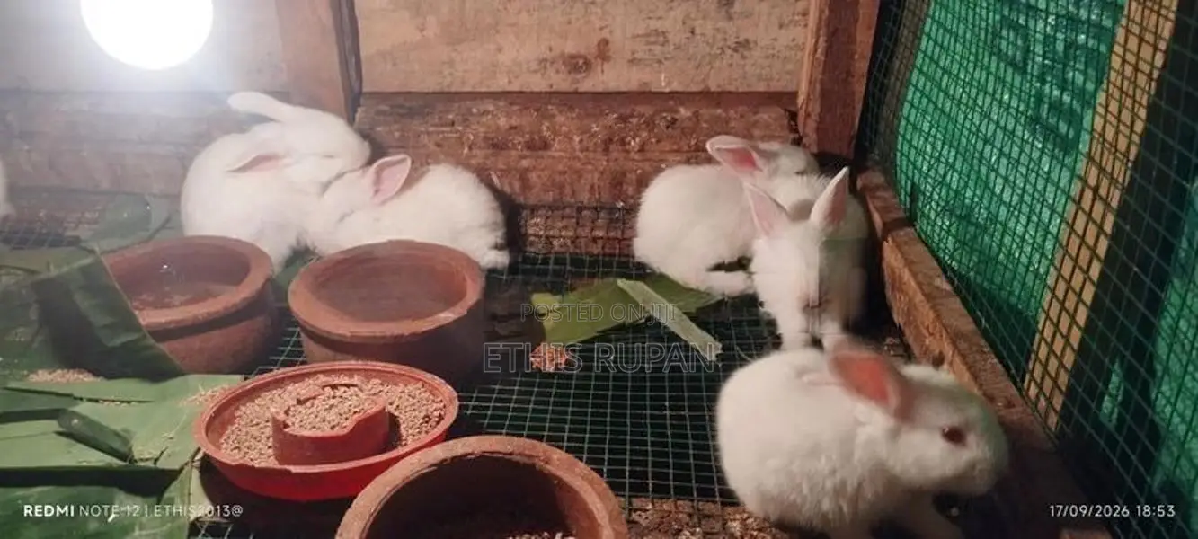 Rabbits