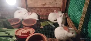 Rabbits