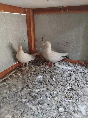 Pigeons