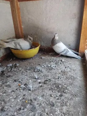 Pigeons