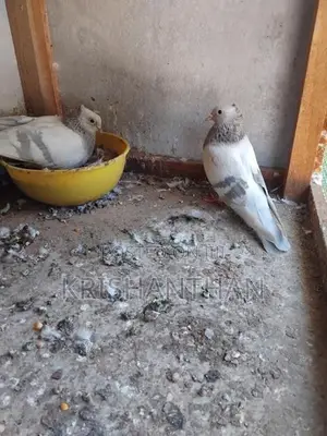 Pigeons