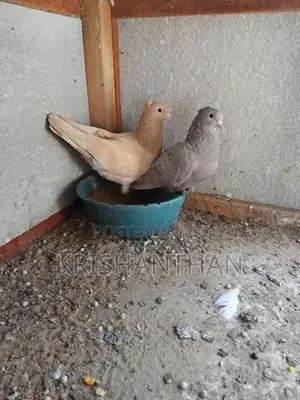 Pigeons