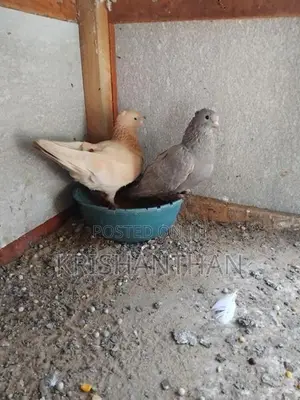 Pigeons