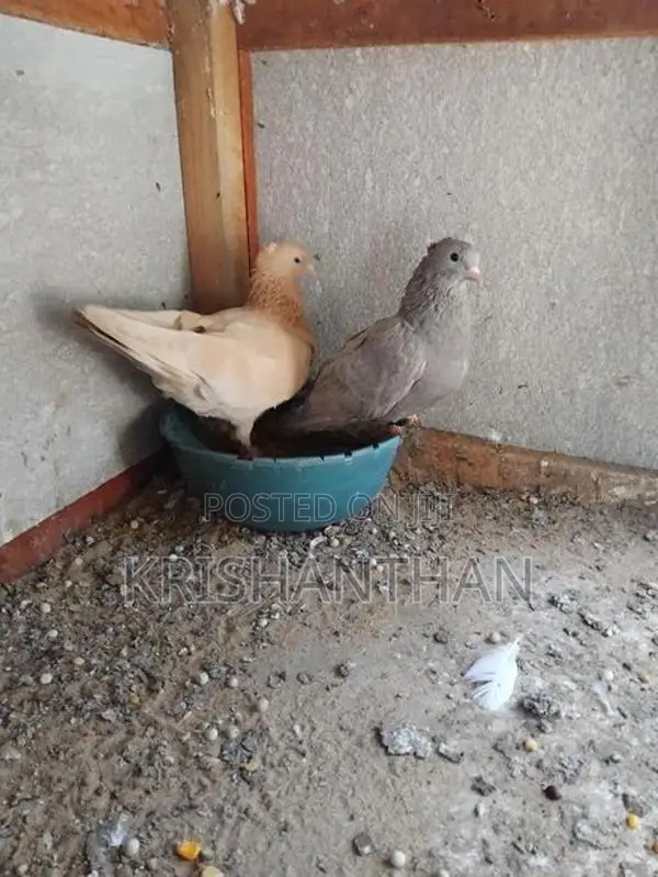 Pigeons