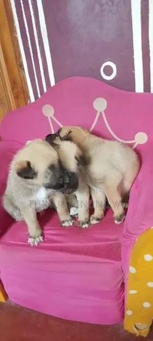 லயன் ஷாப் நாய்