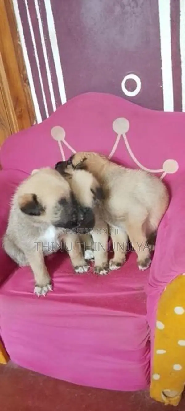 லயன் ஷாப் நாய்