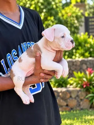 American Bully Male Puppy