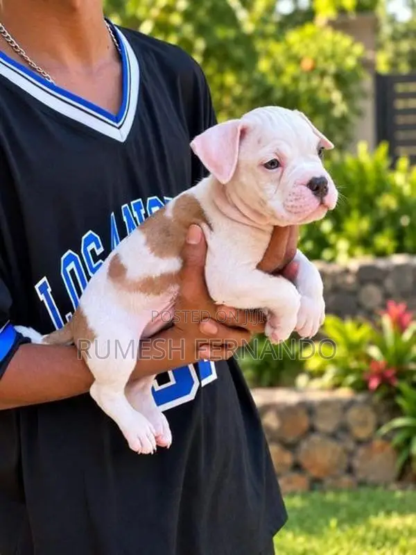American Bully Male Puppy