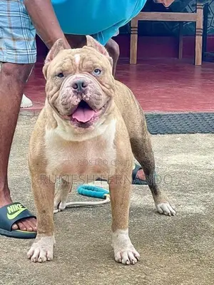 American Bully Male Puppy