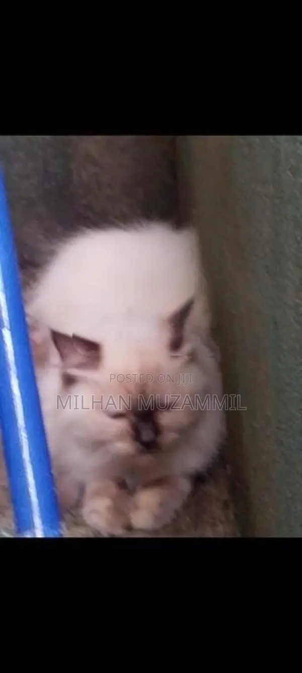Persian Cat