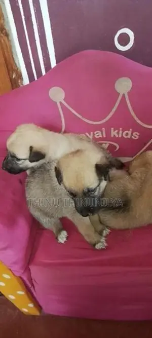 Lion Shepherd Puppies
