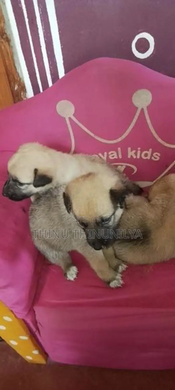 Lion Shepherd Puppies
