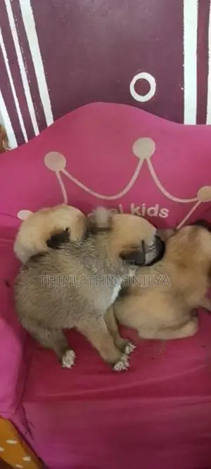 Lion Shepherd Puppies