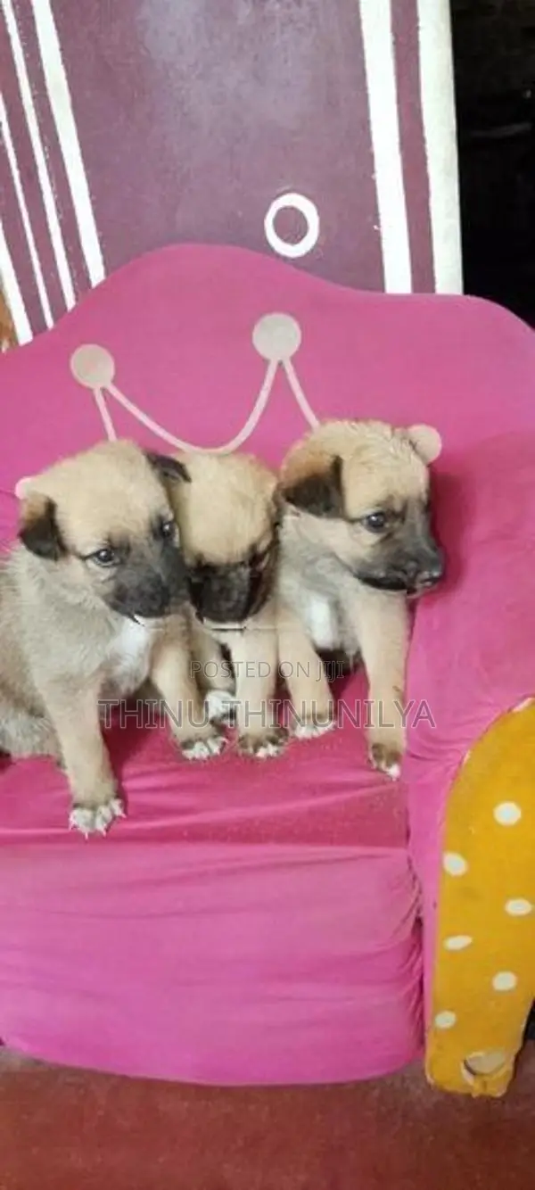 Lion Shepherd Puppies