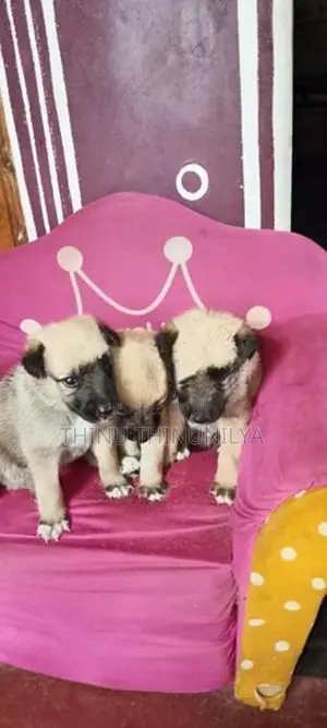 Lion Shepherd Puppies