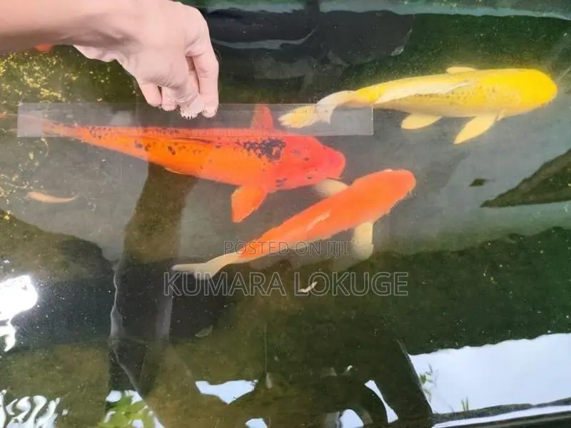 Carp Fish
