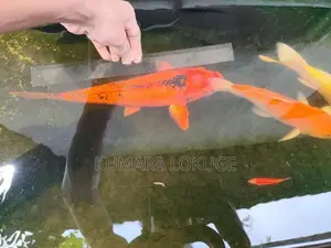 Carp Fish