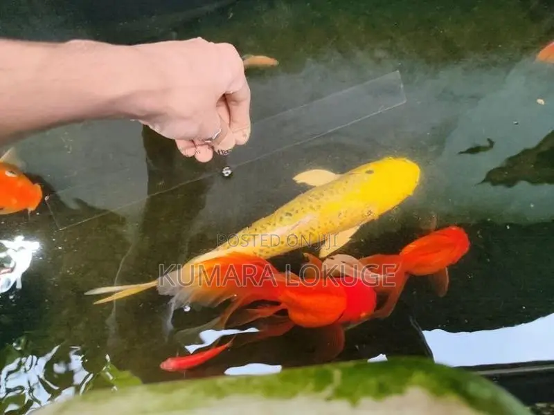 Carp Fish