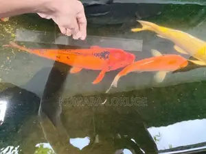 Carp Fish